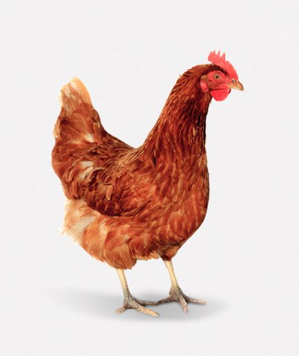 Kuku (Gallina)