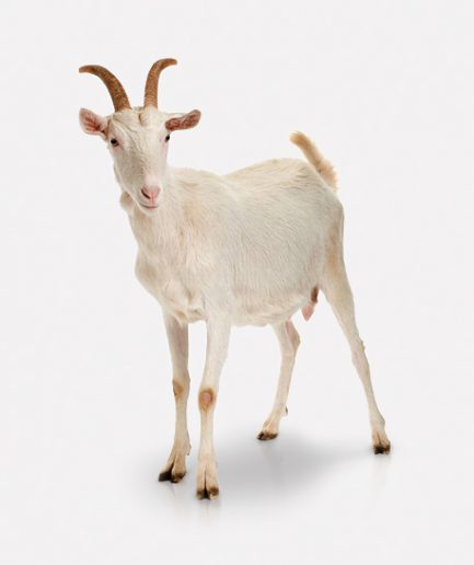 MBUZI (Cabra)